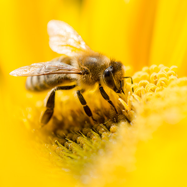 Nahaufnahme von Biene auf gelber Blume.