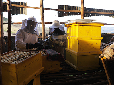 Zwei Männer in Imkerschutzkleidung bei der Arbeit mit modernen Bienenstöcken.