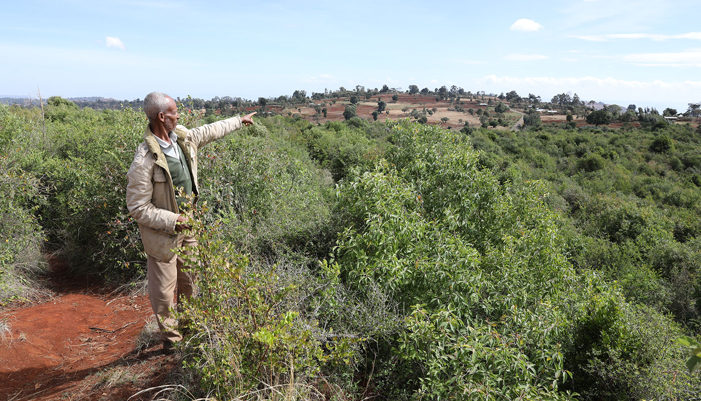 Ein äthiopischer Mann steht auf einer leichten Erhöhung in einer großen Aufforstung und zeigt Richtung Horizont