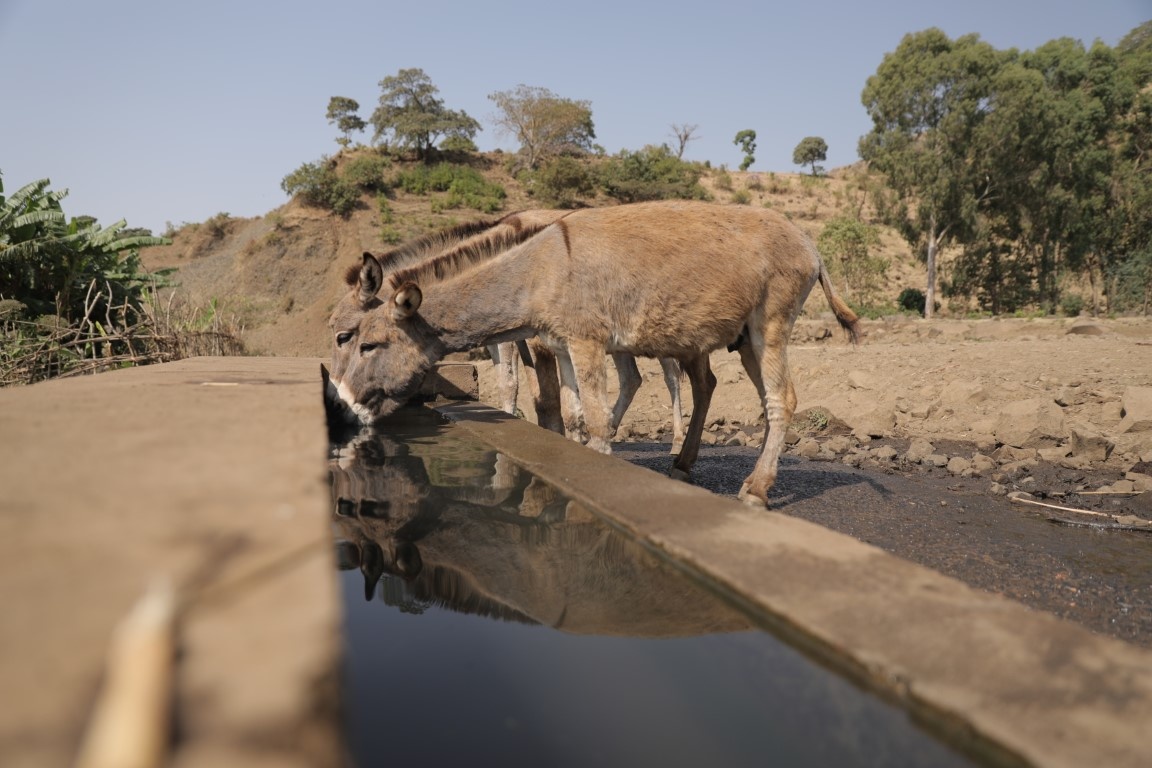 Eine Viehtränke mit genug Wasser wird errichtet, wenn genug Wasser geliefert wird.