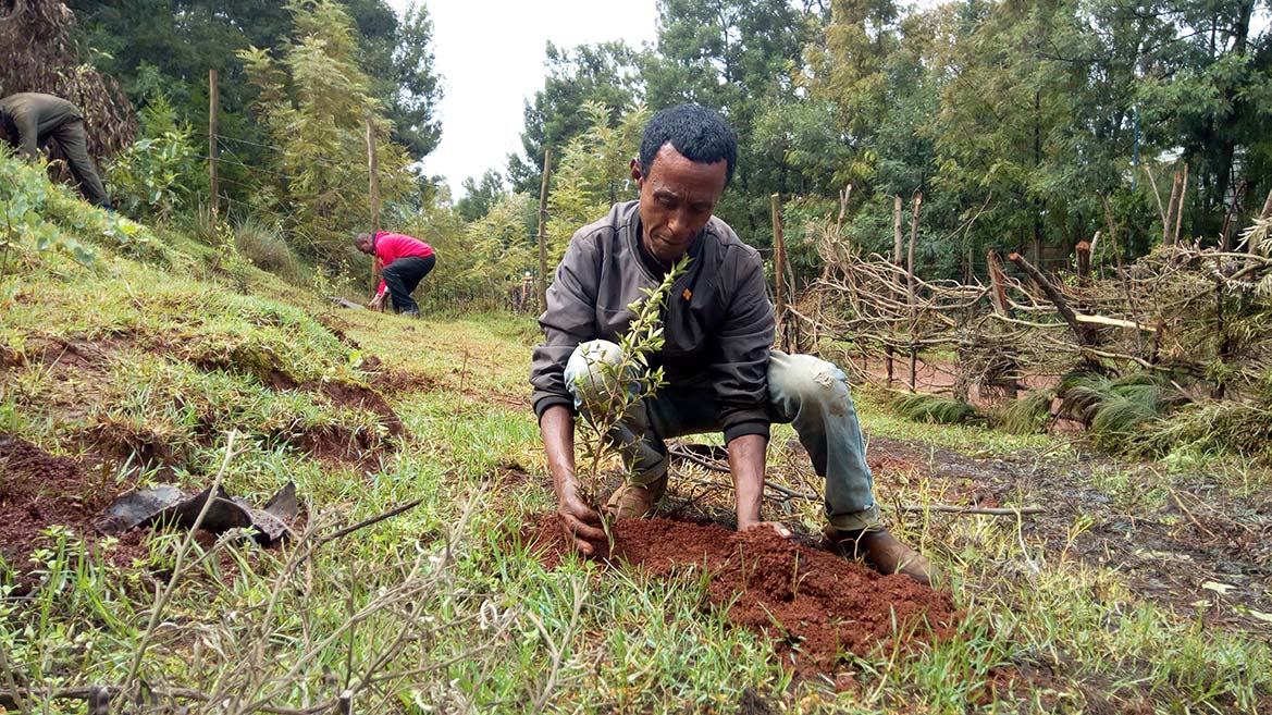 Mann bei der Aktion Green Legacy pflanzt Baum in Äthiopien