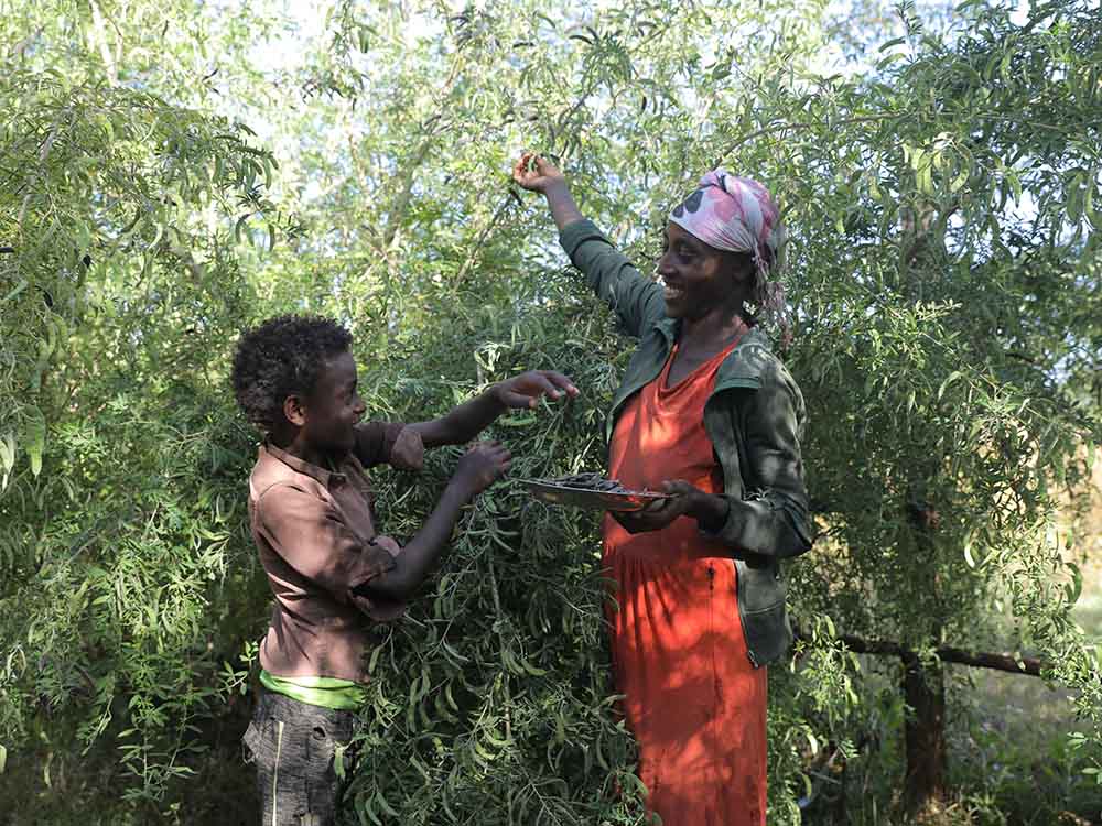 Äthiopische Frau mit ihrem Sohn beim sammeln der Samen des Zwergginsters.