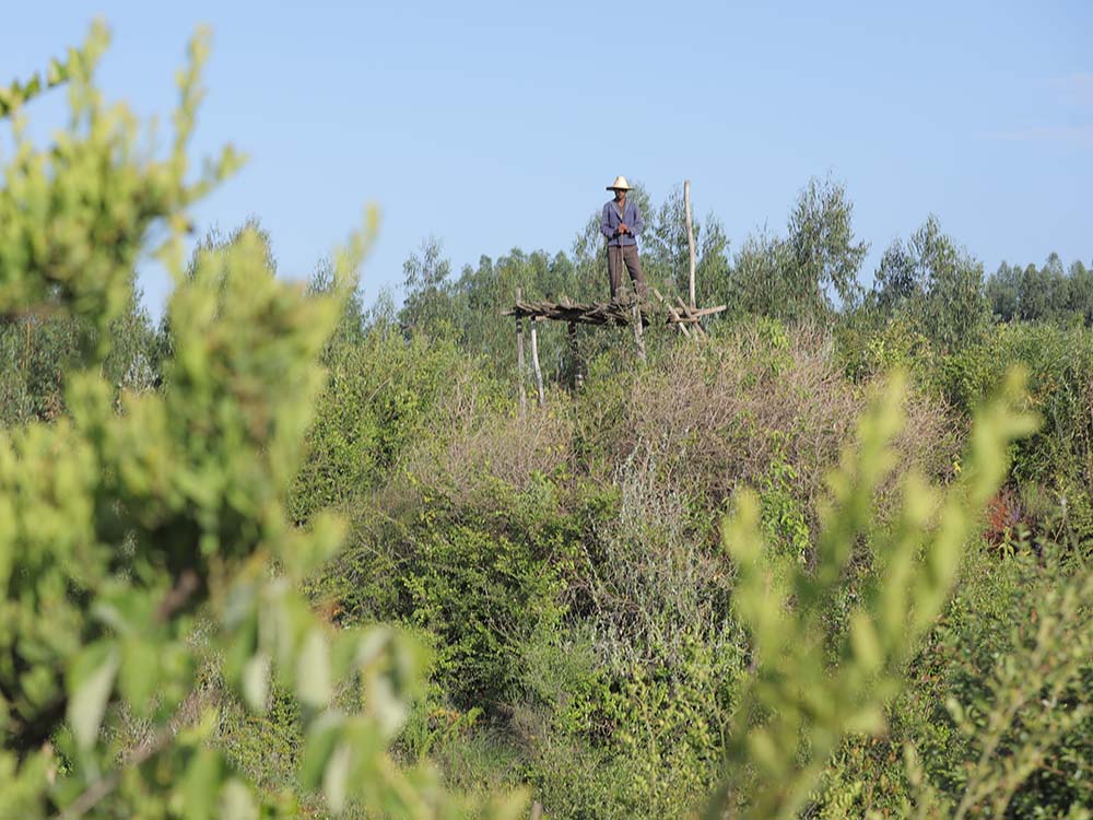 Äthiopischer Mann mit Hut auf Aussichtsplattform auf einer begrünten Fläche mit Bäumen und Sträuchern.