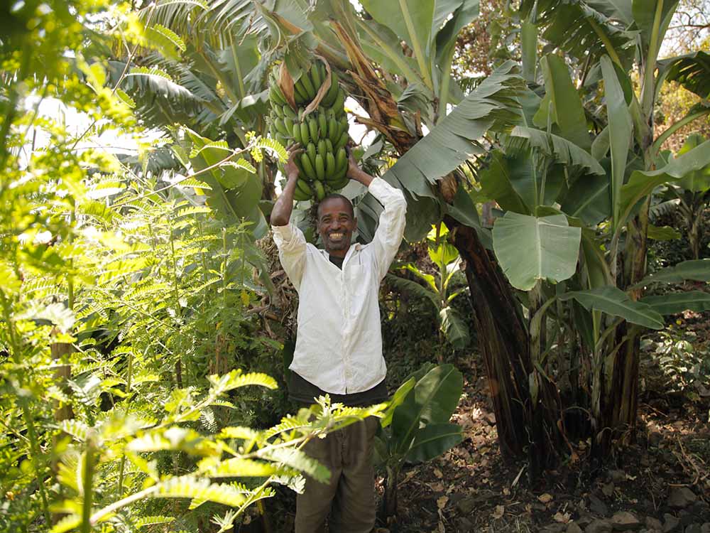 Äthiopischer Mann zeigt stolz seine Bananenstaude.