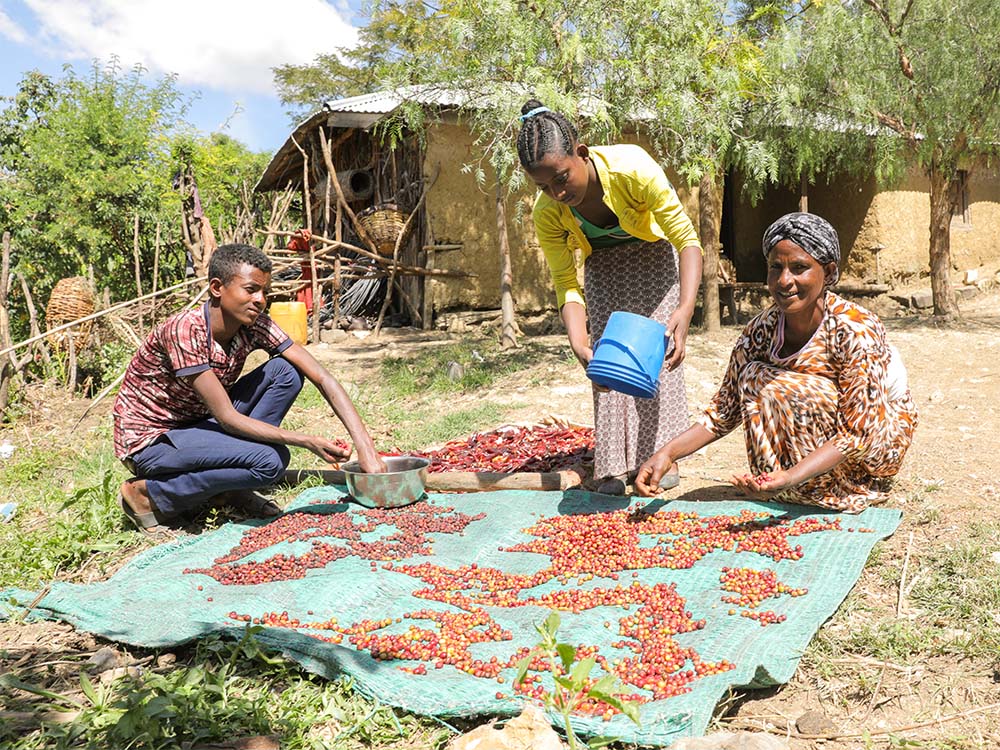 Familie in Äthiopien sortiert die Kaffee Ernte vor ihrer Hütte