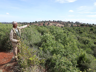 Ein Mann in Äthiopien zeigt auf einen dichten Jungwald