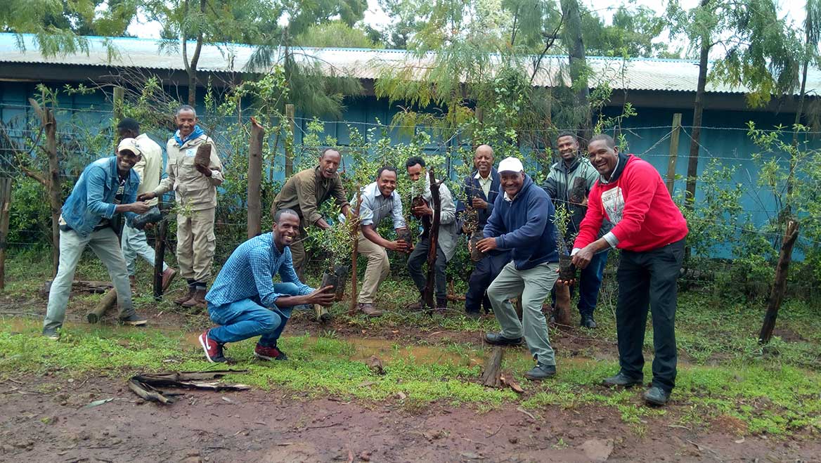 Mitarbeiter von Menschen für Menschen in Äthiopien pflanzen Bäume