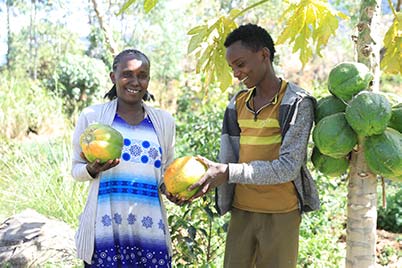 Eine Frau und ein junger Mann ernten Melonen.