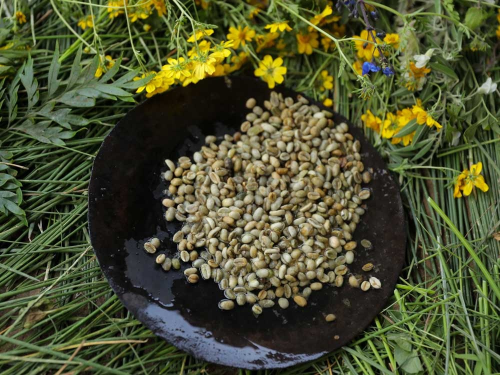 Gewaschener Kaffee in Äthiopien in einer Schale