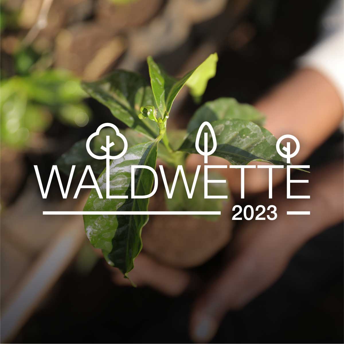Eine Hand hält einen Setzling, darüber ist das Waldwette-Logo zu sehen