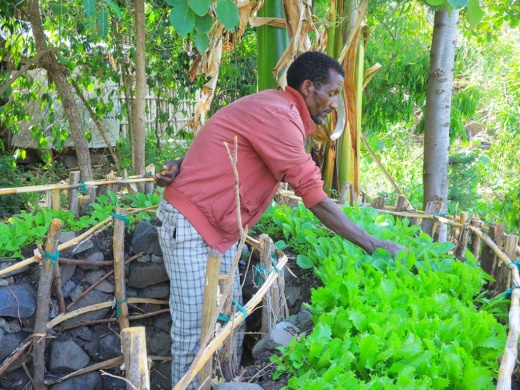 Ein Mann in einem Garten beugt sich über ein Hochbeet, um junge Pflanzen zu begutachten.