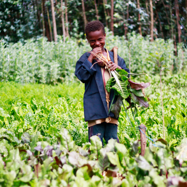 Ein Kind steht inmitten eines Gemüsefeldes und beißt genussvoll in eine frisch geerntete, leuchtend rote Rübe.