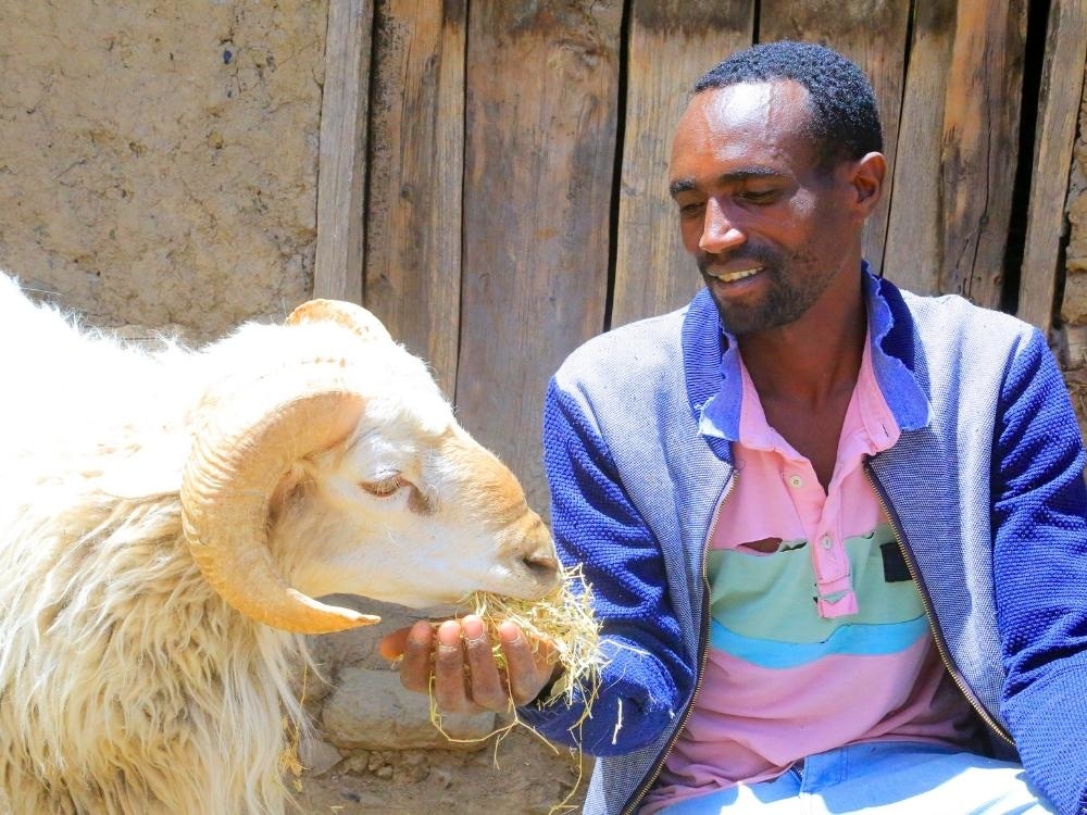 Ein Mann füttert sein Schaf mit Heu.