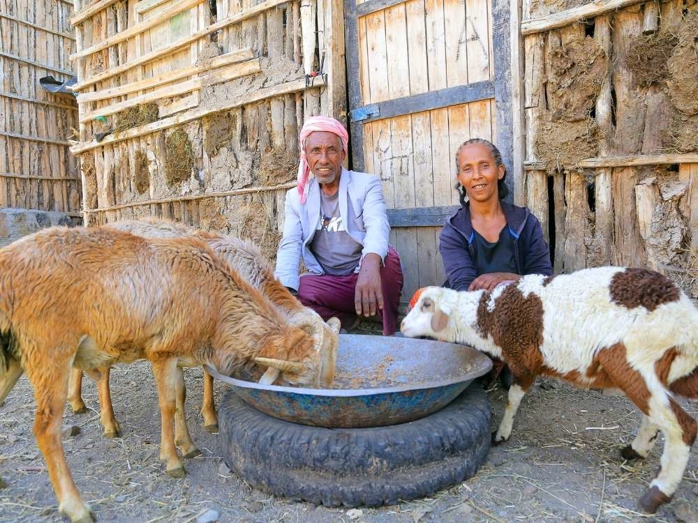 Eine Familie sitzt mit ihren Schafen im Garten.
