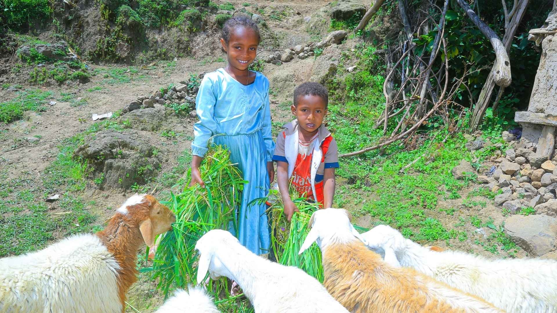 Kinder stehen im Garten und füttern die Schafe mit frischem Gras.