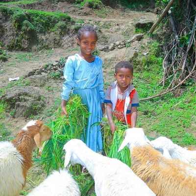 Kinder stehen im Garten und füttern die Schafe mit frischem Gras.