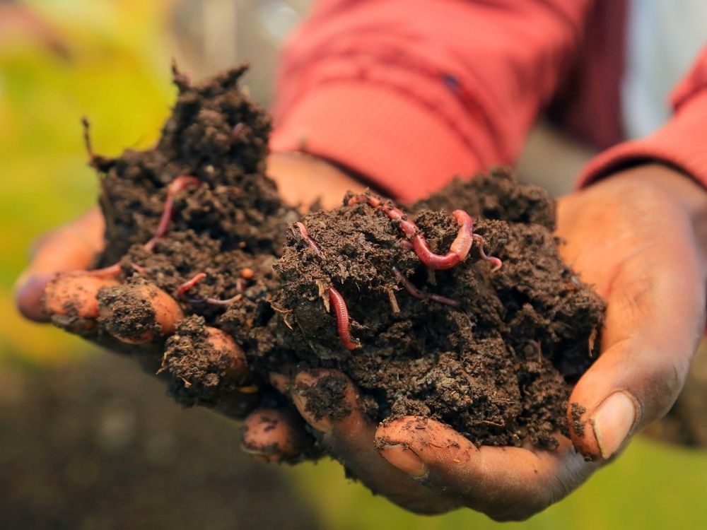 Ein Mann hält mit beiden Händen Erde aus dem Wurmbeet.