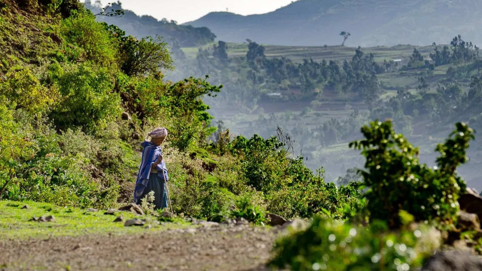 Eine Frau geht inmitten einer üppigen, grünen Landschaft einen Pfad entlang.