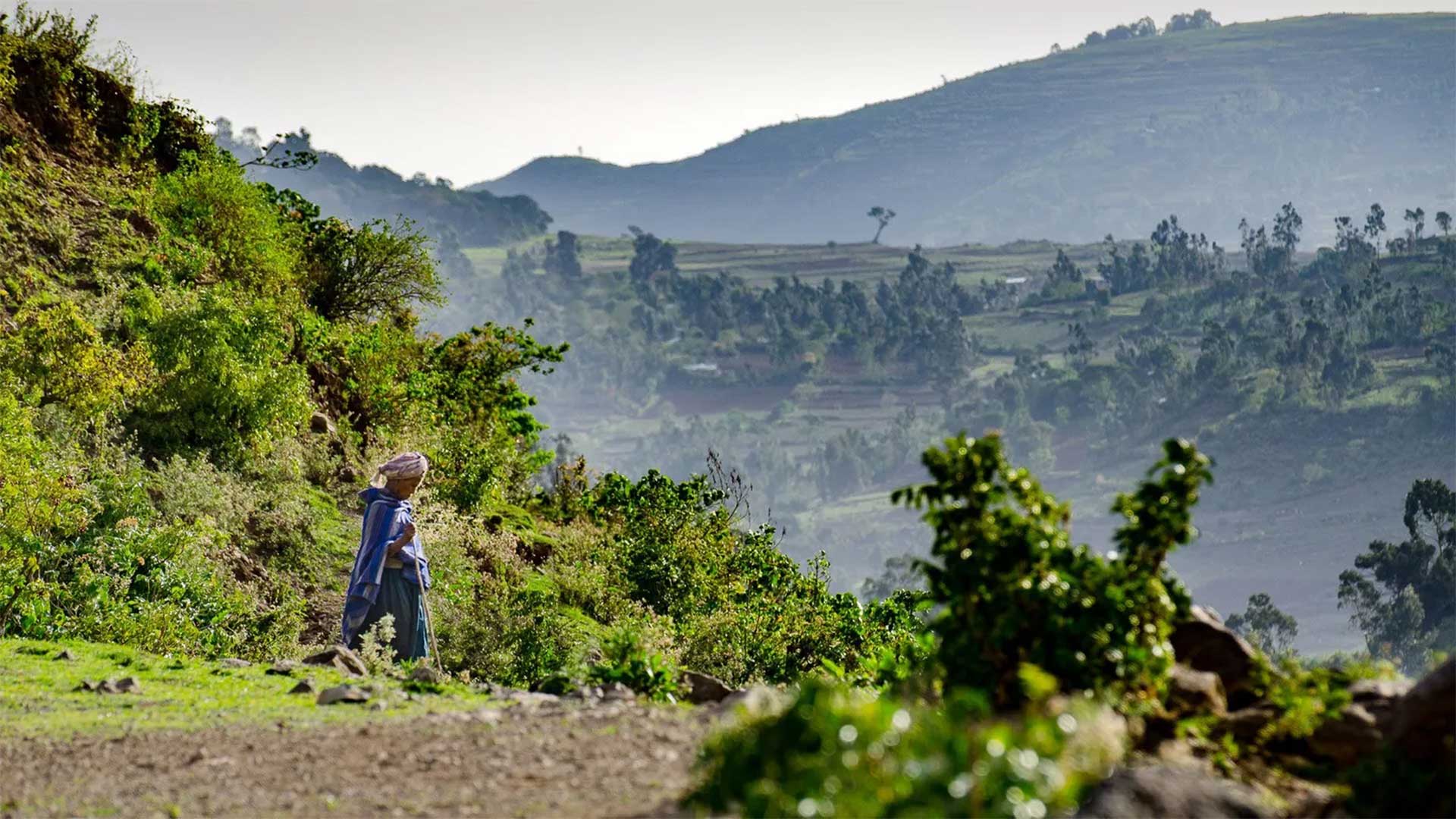 Eine Frau geht inmitten einer üppigen, grünen Landschaft einen Pfad entlang.