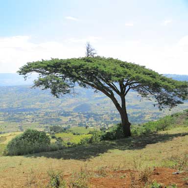 Ein Baum in einer grünen Hügellandschaft unter einem blauen Himmel.
