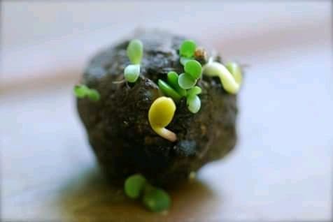 Saatkorn des Unternehmens Seed Balls Ethiopia aus Äthiopien