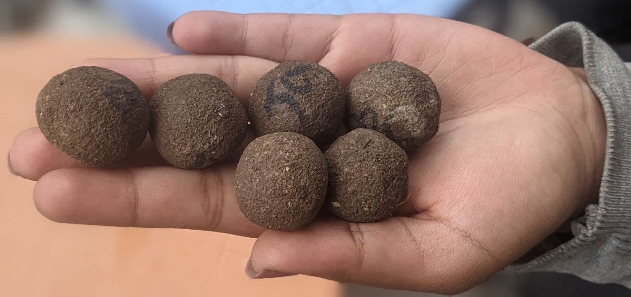 Saatkörner des Unternehmens Seed Balls Ethiopia aus Äthiopien