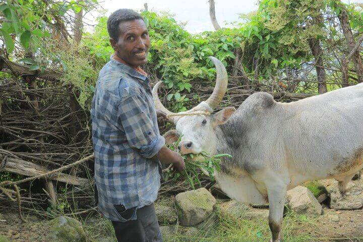 Landwirt in Äthiopien mit seinem Stier