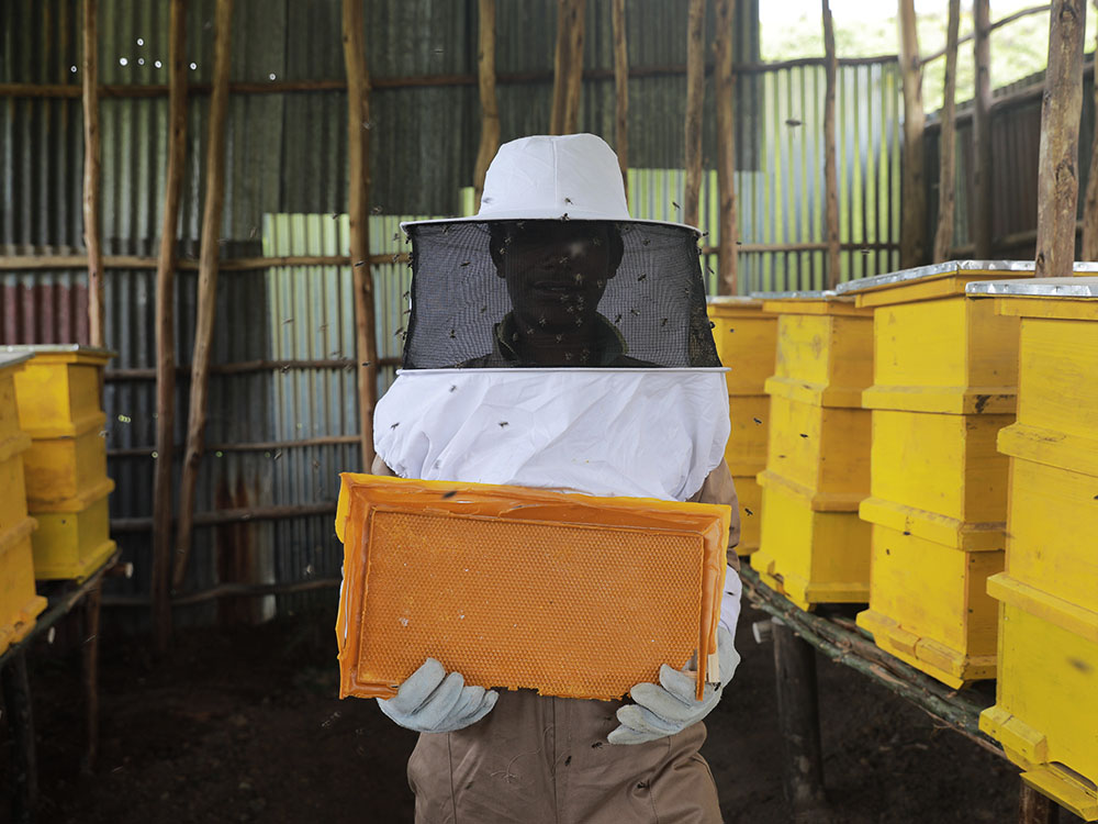 Imker in Äthiopien steht zwischen modernen gelben Bienenstöcken. Er trägt einen Schutzanzug und hält eine Bienenwabe in seinen Händen.