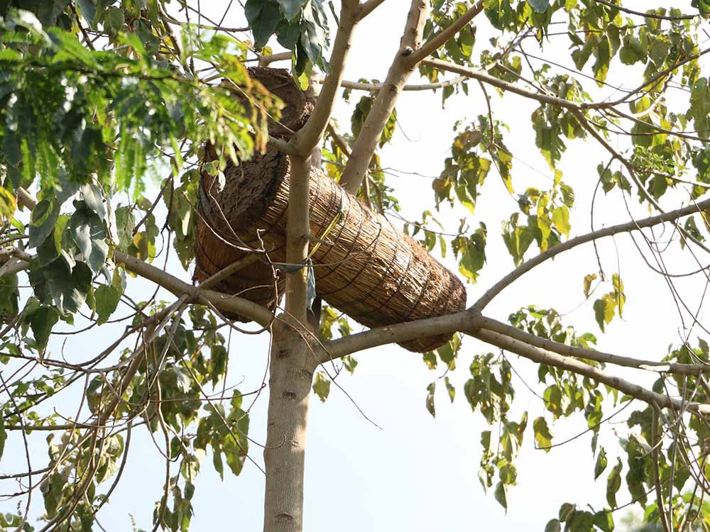 Traditioneller Bienenstock in Äthiopien der in einer Baumkrone befestigt ist.