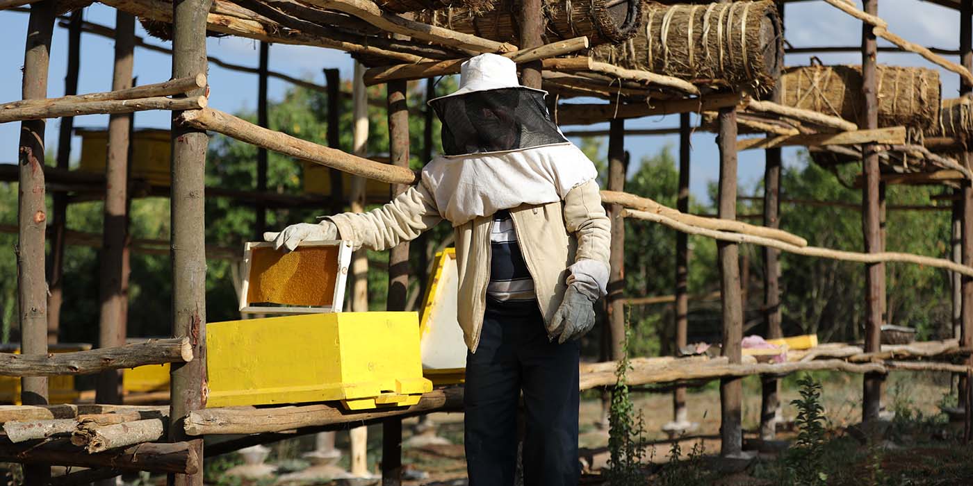 Imker in Äthiopien blickt in die Kamera und holt mit seiner rechten Hand eine Wabe aus einem modernen Bienenstock. Er trägt Schutzkleidung und über ihm sind traditionelle Bienenstöcke gestapelt.