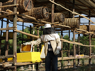 Imker in Äthiopien holt eine Wabe aus einem modernen Bienenstock heraus. Er trägt Schutzkleidung und über ihm sind traditionelle Bienenstöcke gestapelt.