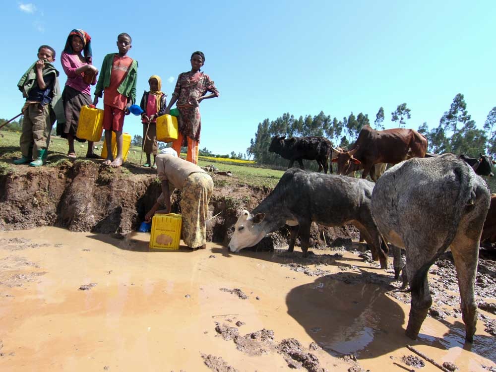 Kinder und Frauen füllen Wasser aus einer Pfütze ab gemeinsam mit Rindern