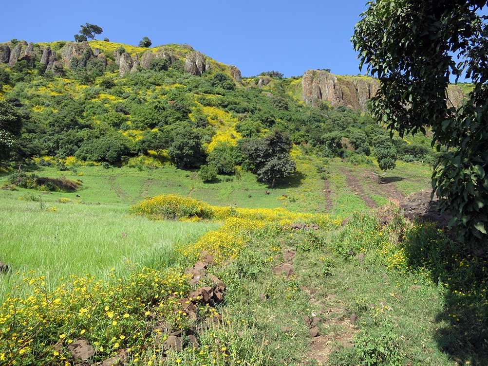 Eine Wiese mit gelben Blumen.