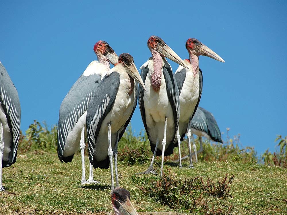 Marabu Störche in Äthiopien