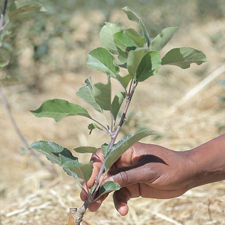 Ein äthiopischer Mann pflanzt einen kleinen Baumsetzling ein. Im Hintergrund sind weitere Personen zu sehen, die Setzlinge pflanzen.